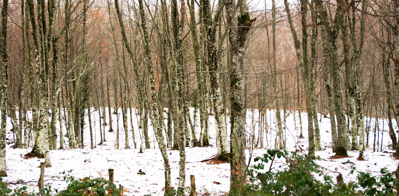 Fondo arboles y nieve Color