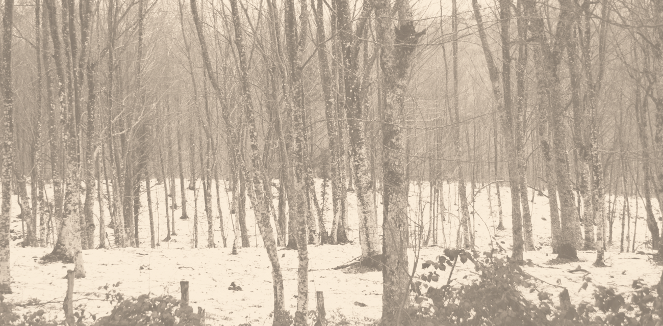 Fondo arboles y nive