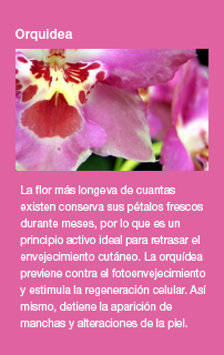 Orquídea